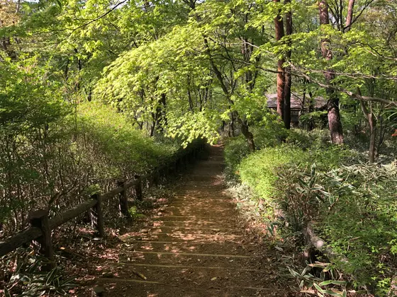 天覧山の癒しの緑