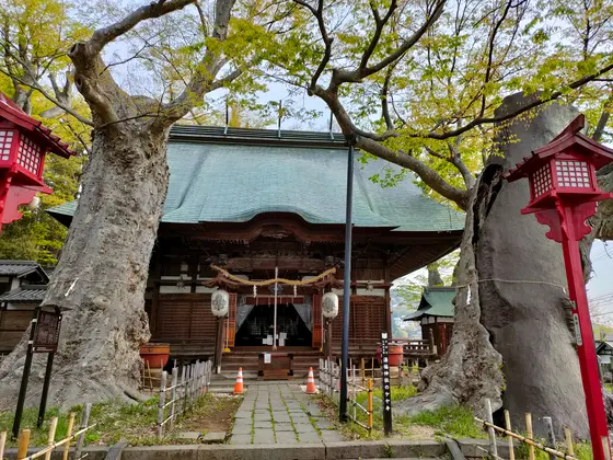 3本ある古い巨木