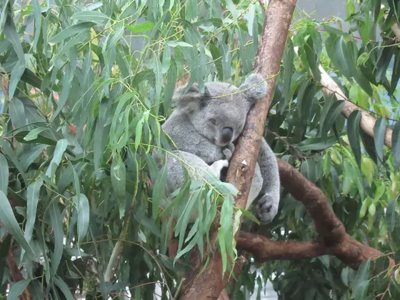 台北市立動物園無尾熊館(コアラ館)