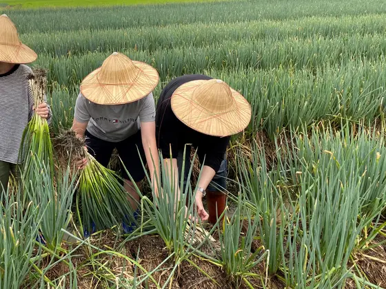 宜蘭農夫青葱体験農場