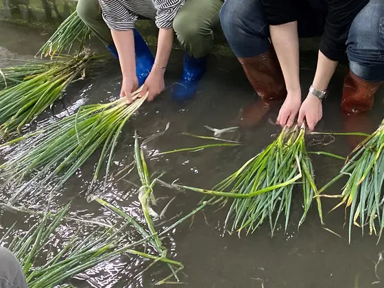 宜蘭農夫青葱体験農場