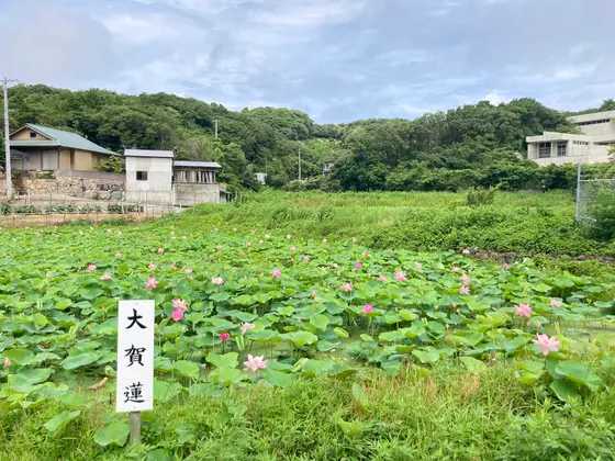 平和のシンボル「大賀はす」