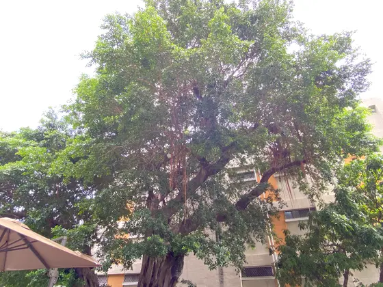 禧榕軒大飯店　Grand Banyan Hotel