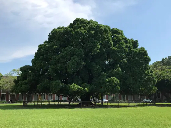 成功大学　榕園・バンヤンガーデン