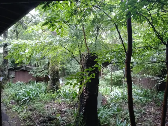 溢れんばかりの緑