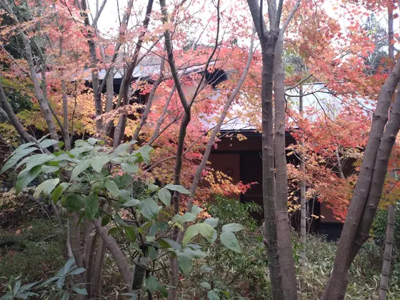 紅葉も色付いて・・・。