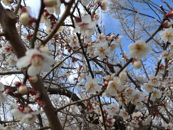 駅を降りたら、梅の里