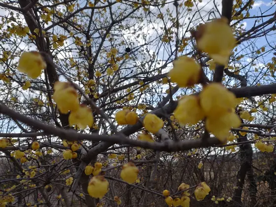 梅林の中の町。
