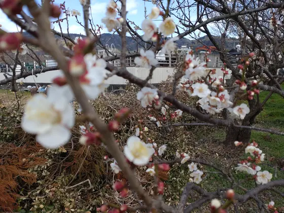 メインとなるのは「別所梅林」