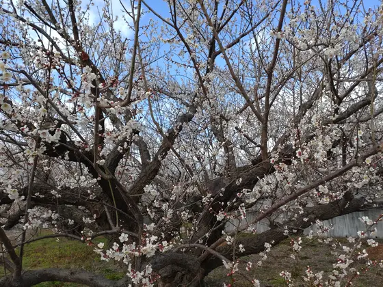 観光梅園ではありません。