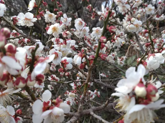 無人販売も多し