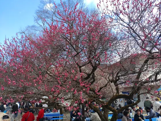 色鮮やかな梅の里