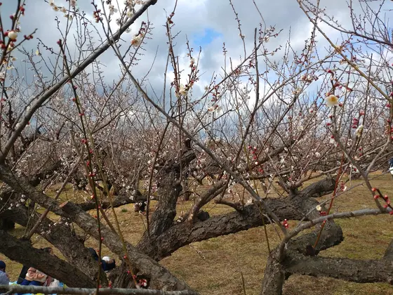 梅の木が立派です。