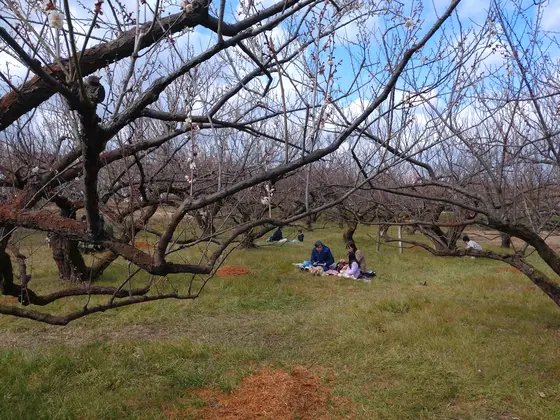 基本、梅林は立ち入り禁止