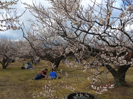 梅林内には臨時駐車場も