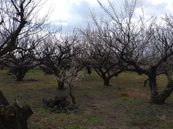 何かもう梅もお腹いっぱいw