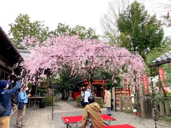境内を覆う紅枝垂桜🌸