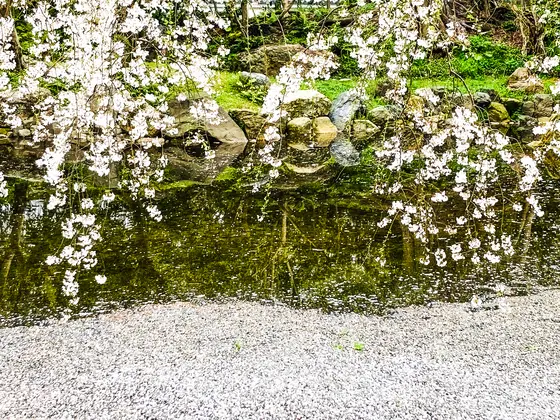近衛池の花筏