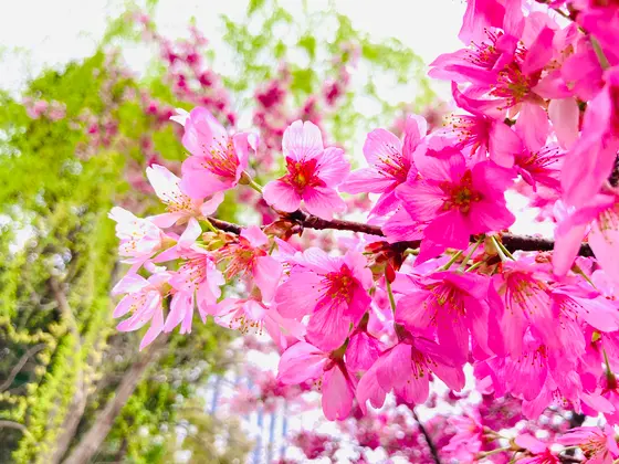 紅色が鮮やかな河津桜🌸