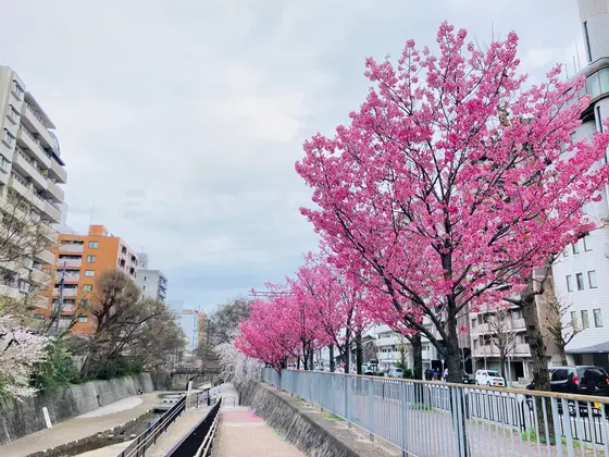 堀川沿いの遊歩道を散策してみるのもいいですね