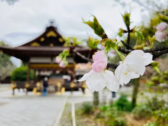 寝覚桜