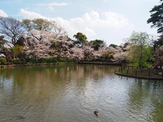 源平池の桜もまだまだ見頃🌸