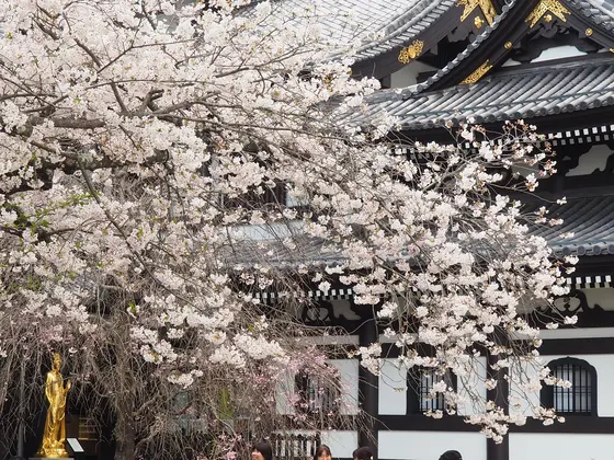桜満開