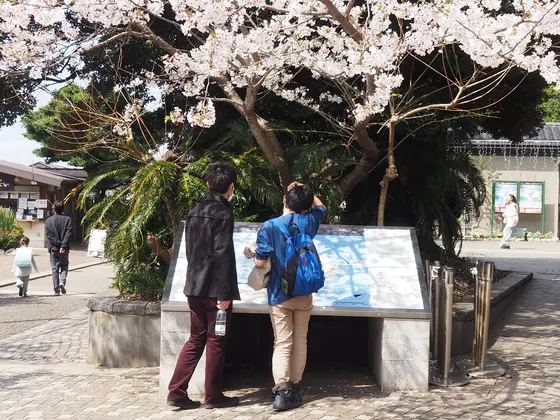 頭上の桜が綺麗でした🌸