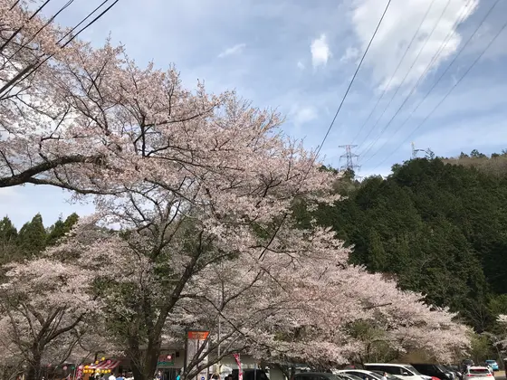 2023年4月2日の写真