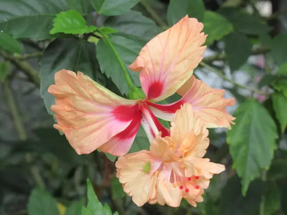 台北植物園