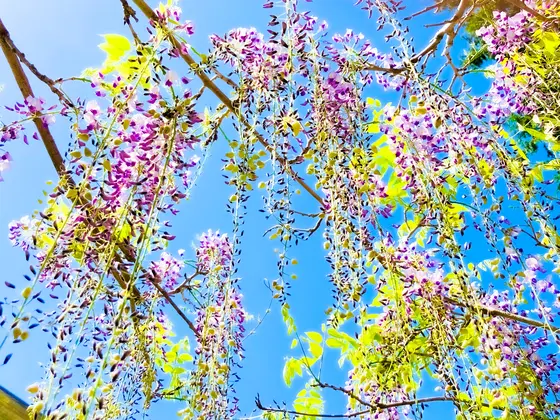 まだまだ咲きます