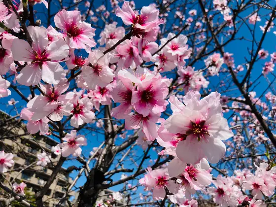 アーモンドの花🌸