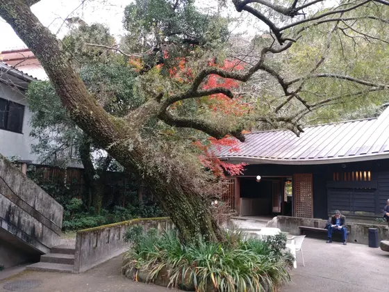 大木を配した中庭