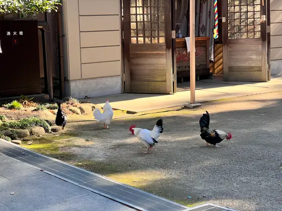 ニワトリさん