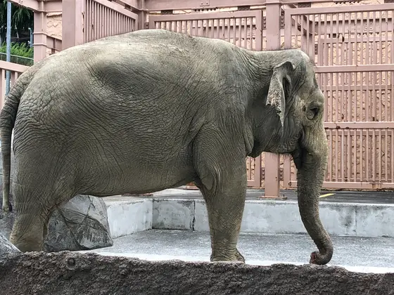ゾウ