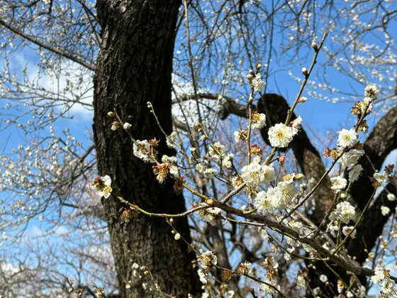 天気が良かったので綺麗な写真が撮れました