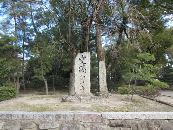 茶の木(日本茶発祥)