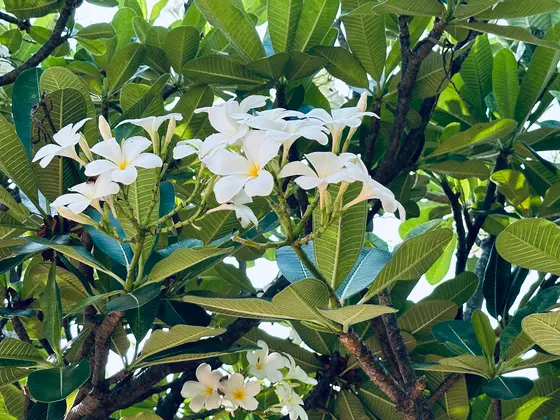白いプルメリア