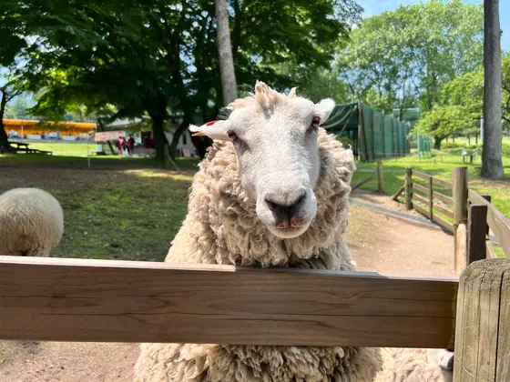ひつじさん🐑