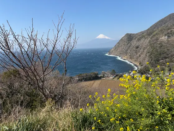 菜の花と富士山