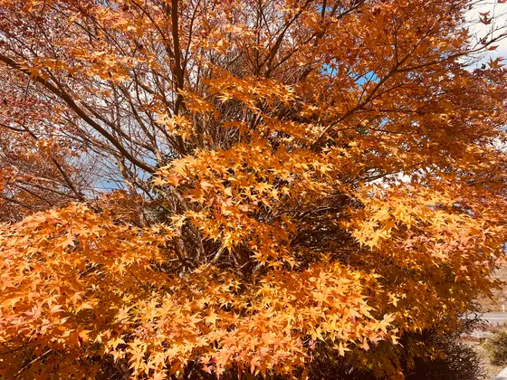 🍁紅葉