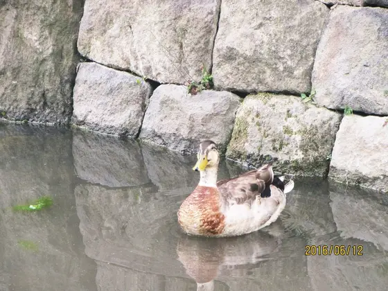 悠長な鳥さん♪