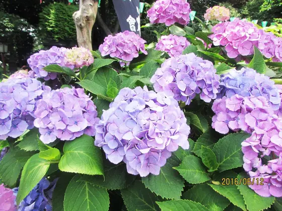 色とりどりの紫陽花寺