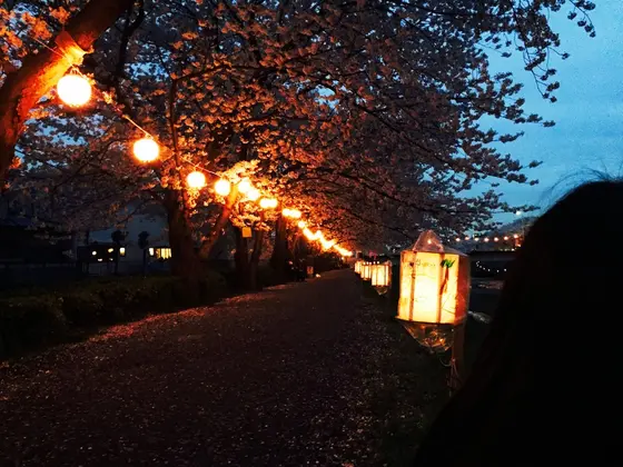 春 夜桜