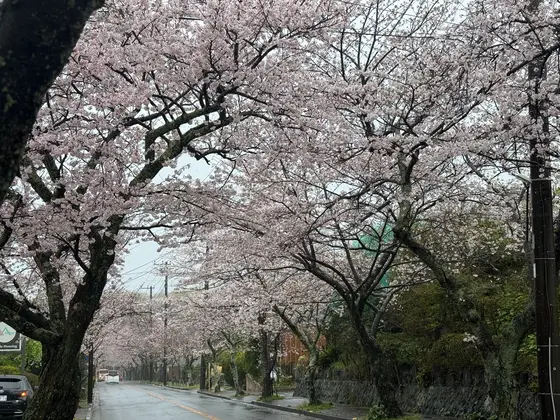 悪天候の桜並木