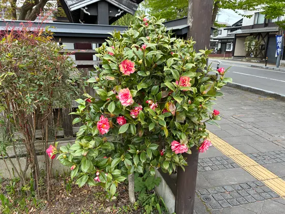 スポット内のおすすめ