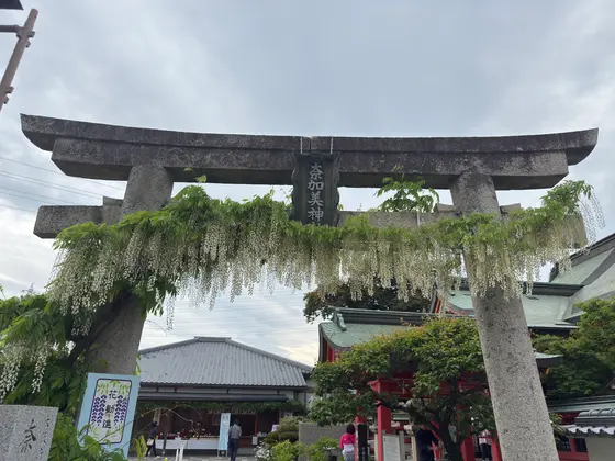藤の花の鳥居