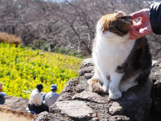 有名なニャンコ♪