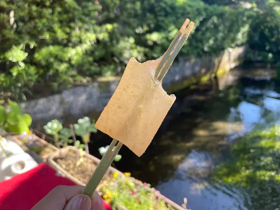 田楽わらびもち