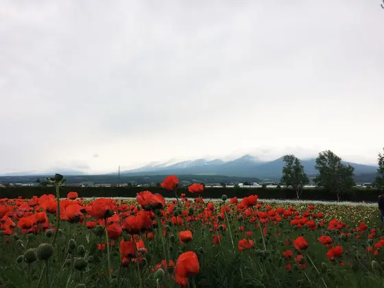 十勝連峰をバックに